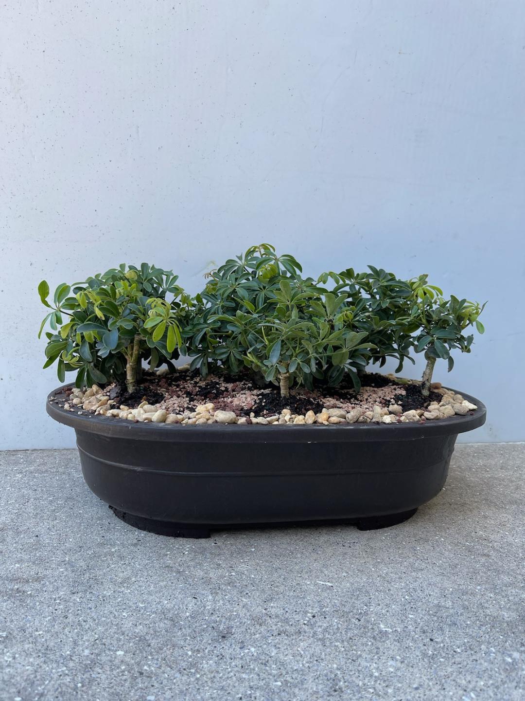 9 Tree Umbrella forest planting in quality mica bonsai pot
