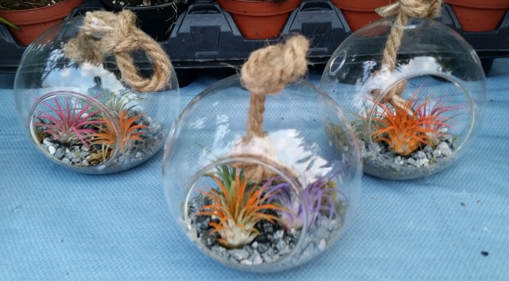 3 AIR PLANTS IN GLASS SELF CONTAINER