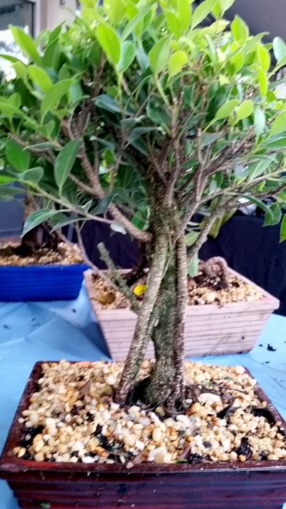 FICUS RETUSA UPRIGHT Banyan Style Bonsai Tree