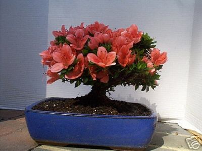 Azalea Flowering Bonsai Tree Pink