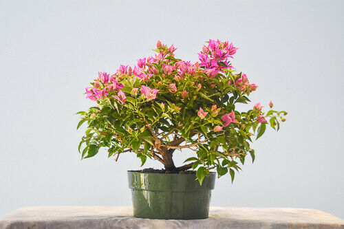 Flowering Bougainvillea Prebonsai tree in 8 inch training pot Or call for a pot