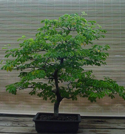Brazilian Raintree Bonsai Tree 20yrs SOLD