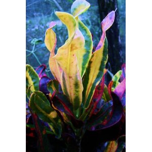 Tropical Favorite Croton Plants Dwarf Corkscrew MammySmall Leaf