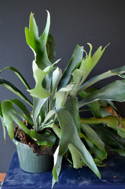 Double staghorn on quality mount