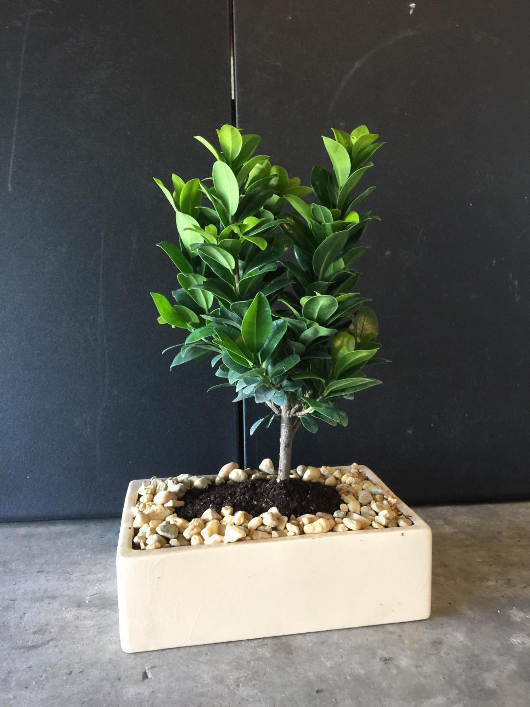 Green Island Ficus 8yr bonsai tree. Great for Beginners.