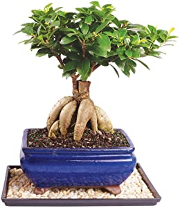 MEDIUM GINSENG FICUS REALLLLLLY EASY TO CARE FOR. INDOORS