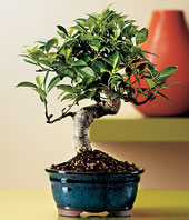 Ficus Retusa Bonsai Tree 8yrs