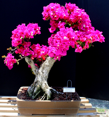 SOLD 35yr Helen Johnson bougainvillea specimen bonsai tree.