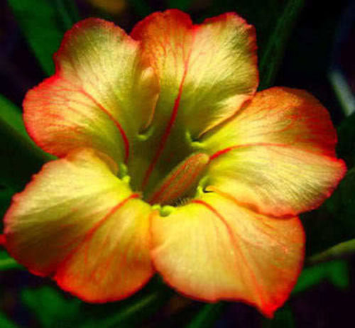 Honey Color Desert Rose seeds. Check out the color..