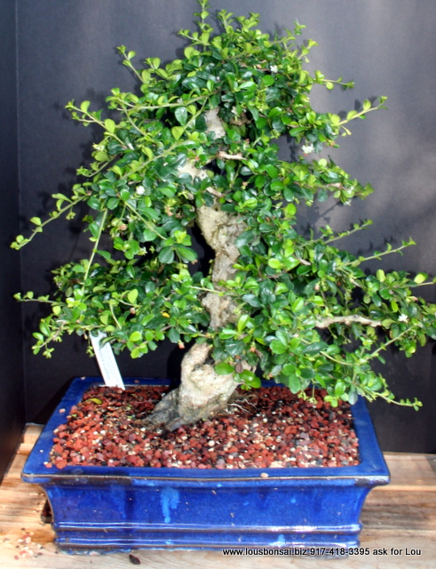 30Yr Fukien Tea Specimen Bonsai Tree By Lousbonsai  SOLD