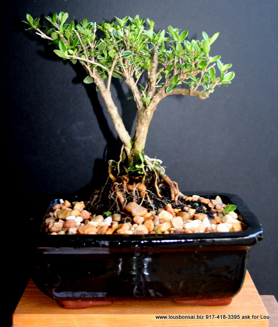 Forest planting bonsai tree on slab.  (SORRY SOLD)