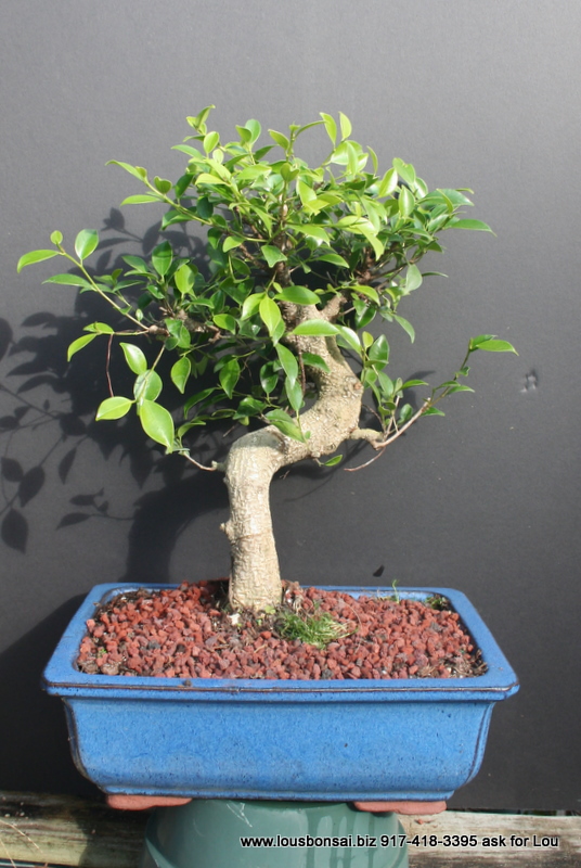 Brand New one Ficus retusa tiger bark 20YR bonsai tree SOLD
