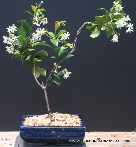 White Flowering Trained Jasmine Bonsai Tree