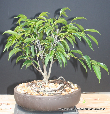 Ficus Nerifolia bonsai tree SOLD