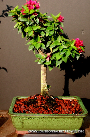 Flowering Pink Bougainvillea Bonsai Tree 13yrs Old