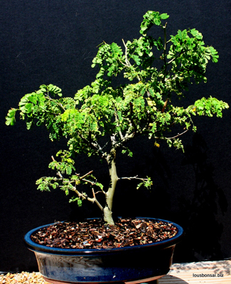 Brazilian Raintree Bonsai Tree 14yrs