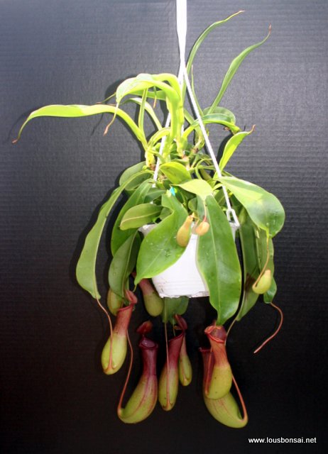 Pitcher plants 6 inch hanging