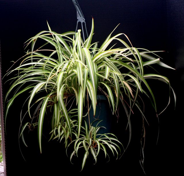 Spider Plant makes babies you can grow