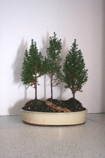 Eastern Cedar Forest Bonsai Trees Planting