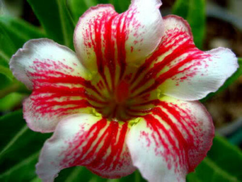 Imported Rare Desert Rose seeds Yellow, Red and White (laymunmgorn)