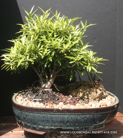 17yr Ficus nerifolia specimen bonsai tree