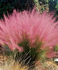 PINK MUHLY GRASS ONE GALLON PLANT