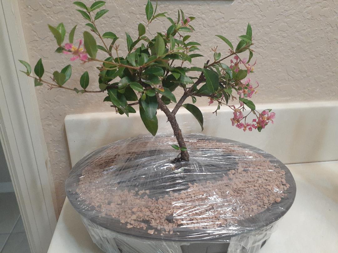 Amazing Dwarf Cherry tree indoors and produces real fruit