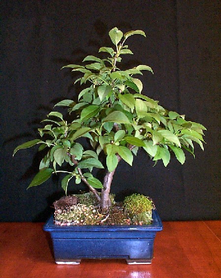Crabapple Flowering Bonsai Tree