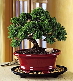 Juniper Bonsai Tree Medium 10yrs