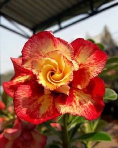 Red and Orange Blooms. How amazing Desert Rose Seeds