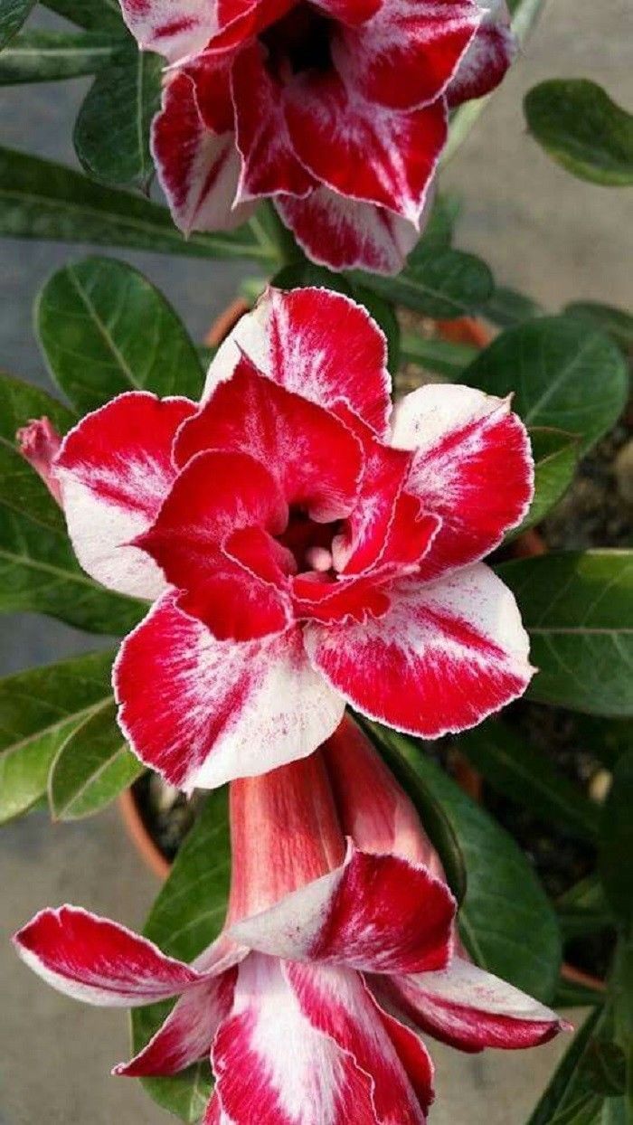 Rare Red and White blooms on this Desert Rose