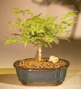 Mimosa Bonsai Tree Read below
