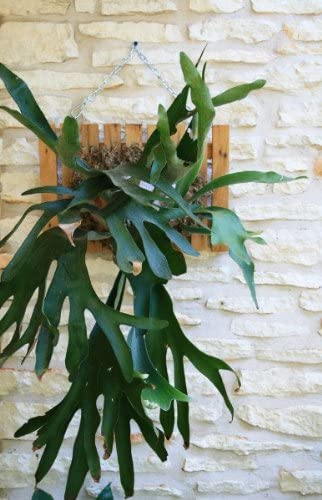Staghorn Fern on a hand made mount by Lou Rindner