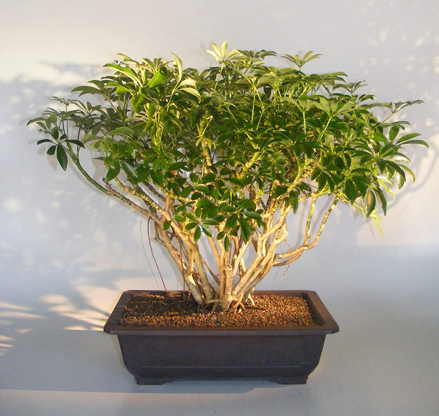 Brush Cherry in a Bonsai Tree Pot