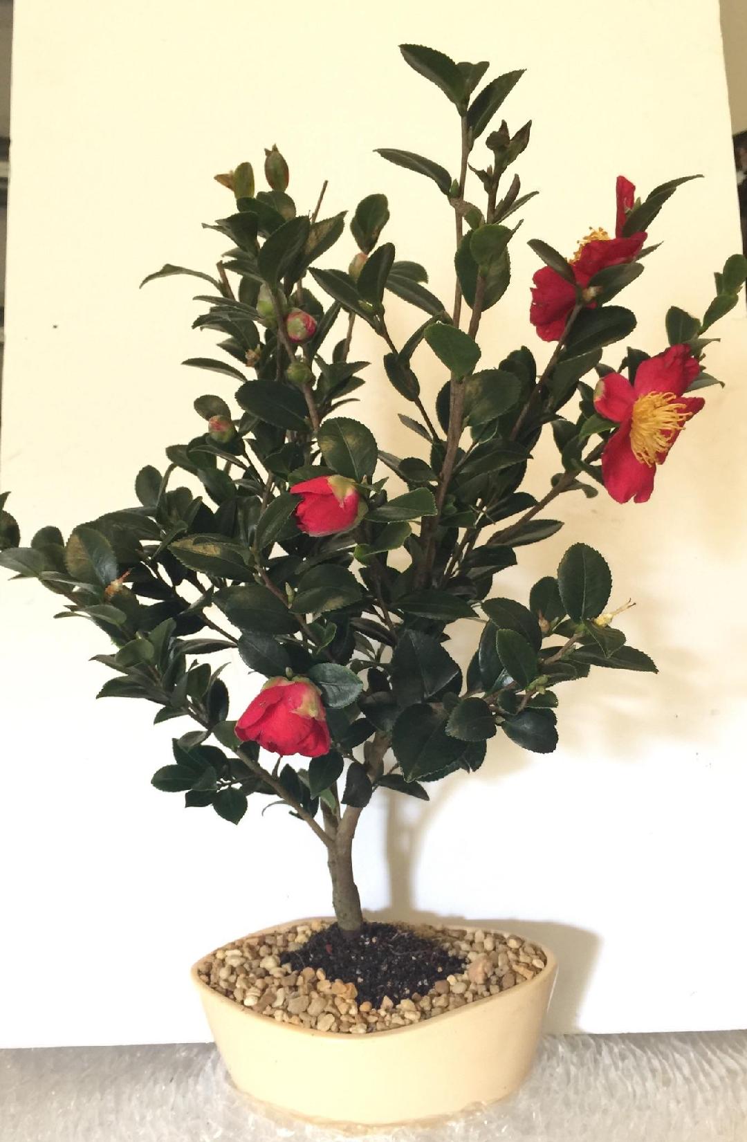 Camellia bonsai Yuletide