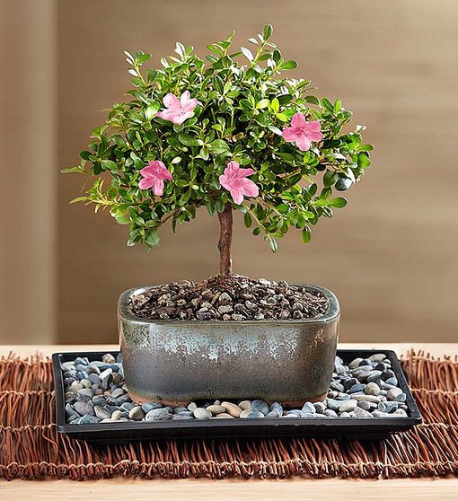 Brand new Azalea bonsai tree flowers pink or red 8 inch pot