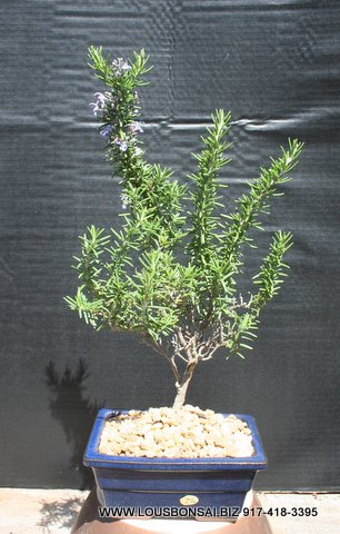 Blue Rosemary Bonsai Tree
