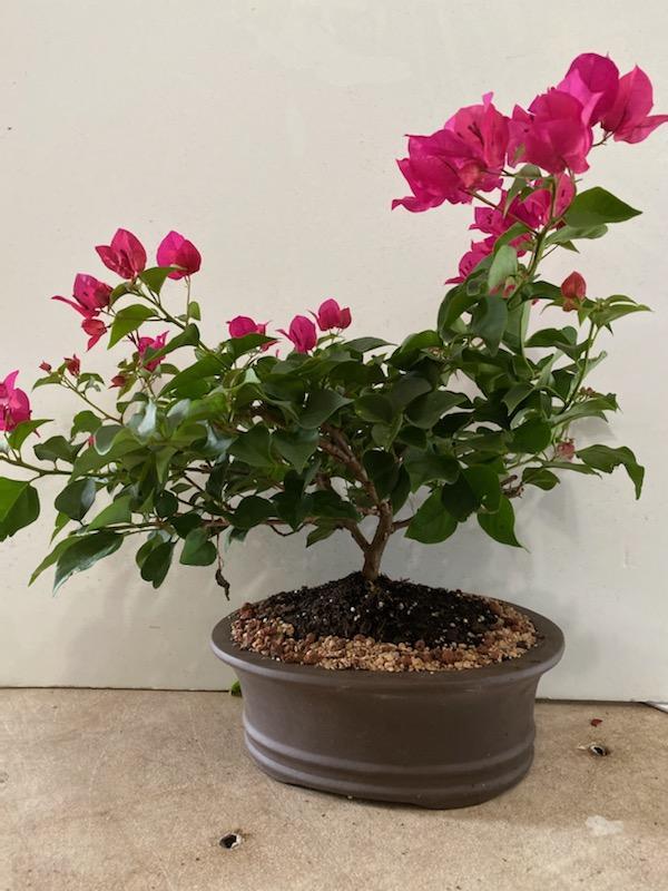 Flowering Bougainvillea bonsai tree in 10 inch pot