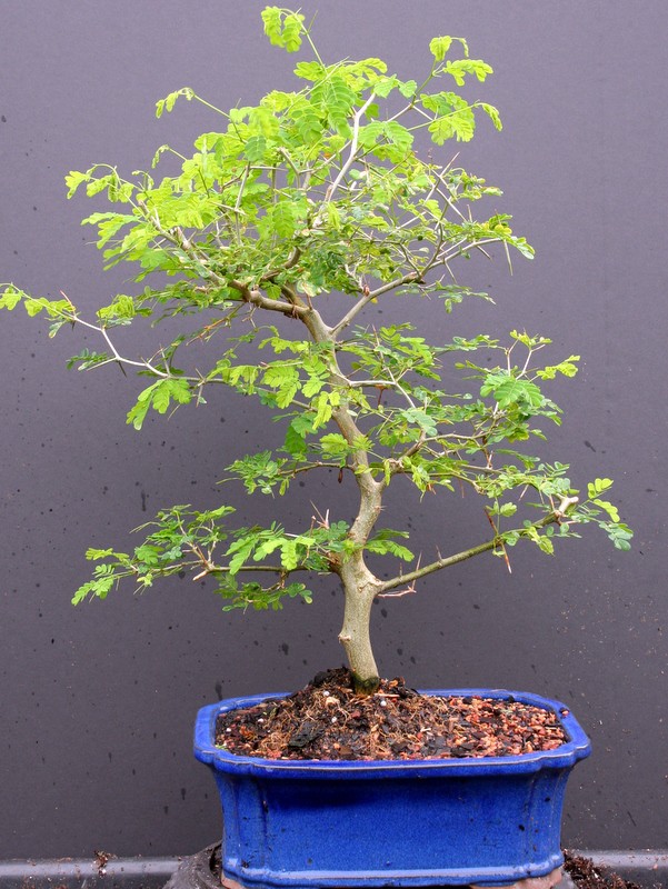 Brazilian Raintree Bonsai Tree 11yrs