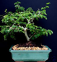 Brazilian Raintree Bonsai Tree 9yrs