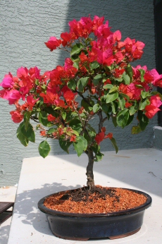 Flowering Red Bougainvillea Bonsai Tree