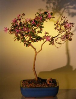 Large Flowering Chinese Fringe flowering bonsai tree.