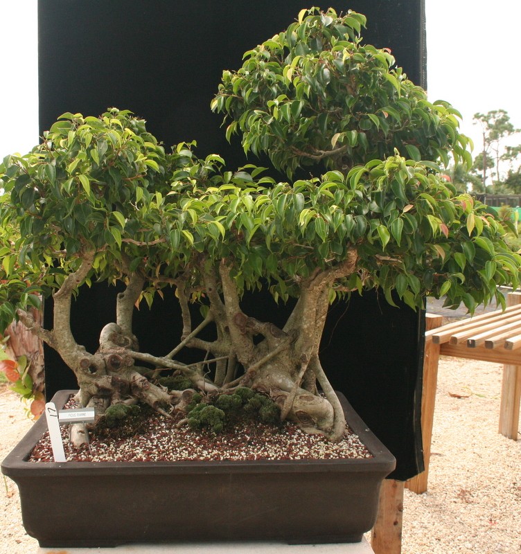 (Just Sold) 75Yr Ficus Rianne #17 Specimen Bonsai Tree By Lousbonsai sold
