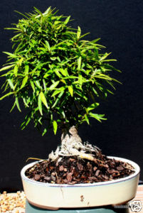 Ficus Nerifolia Indoor Bonsai Tree