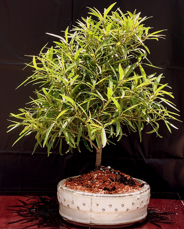 Ficus nerifolia bonsai tree