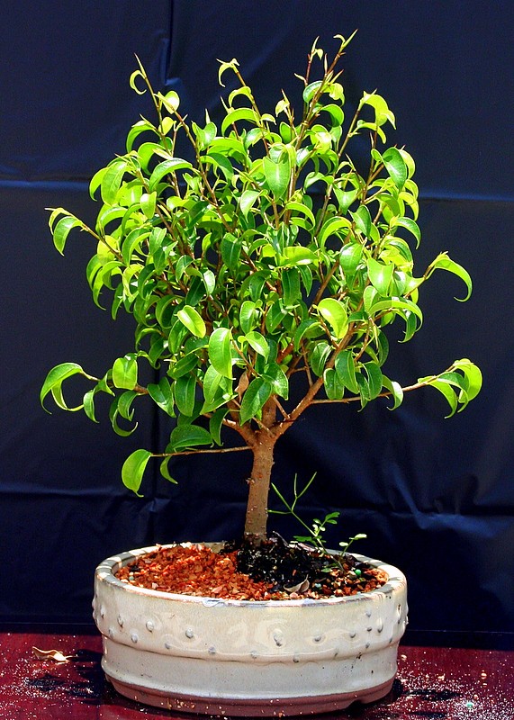 Ficus Too Little Bonsai Tree 6yrs Old