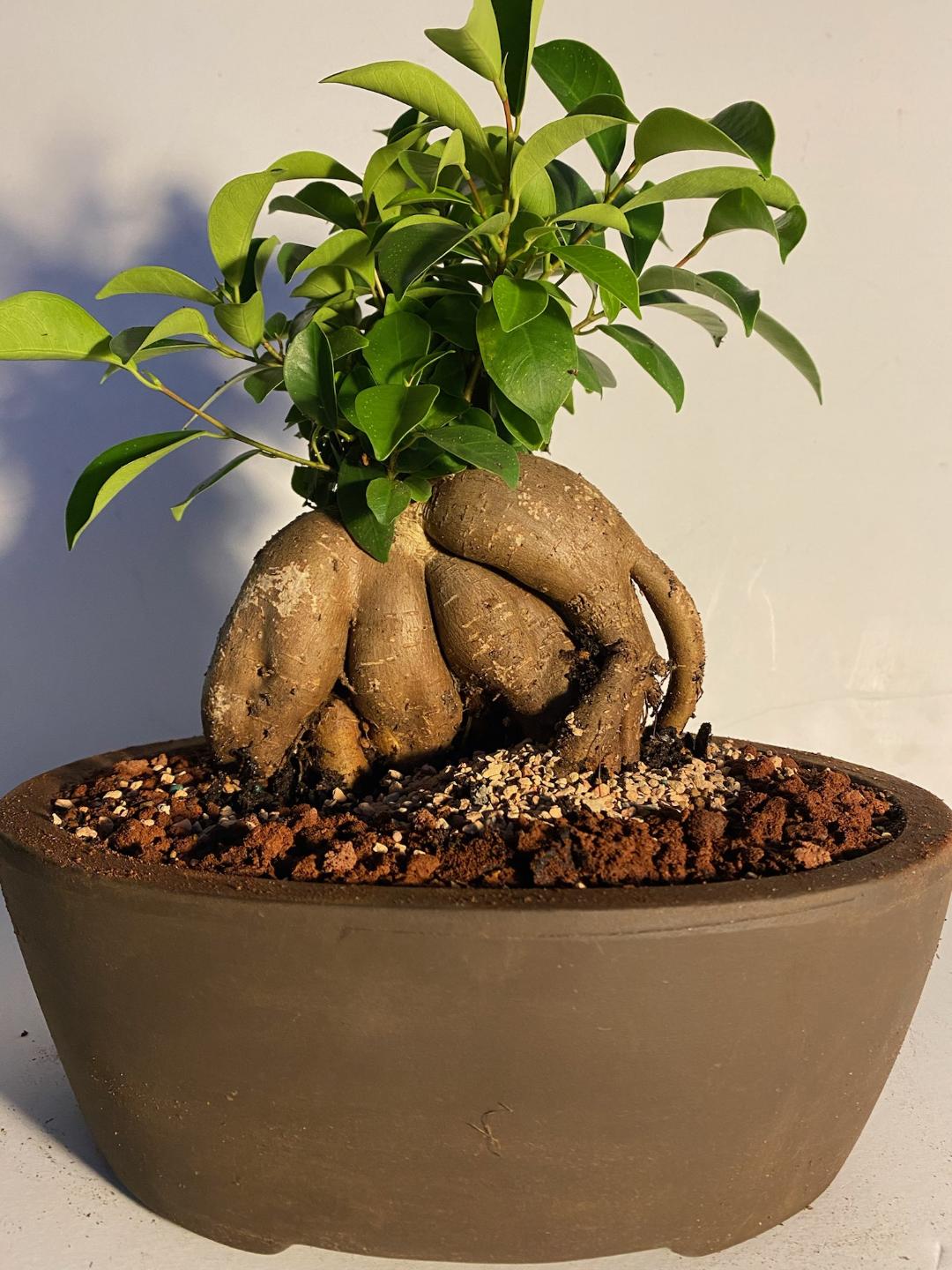Ginseng Ficus 15yrs old great for the beginner and office