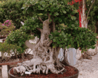 Green Island Ficus Bonsai Specimen Tree 75yrs Old  SOLD SORRY