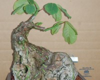Pseudobombax Elipticum Shaving brush bonsai specimen tree  SOLD