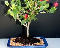 Large Dwarf Hibiscus Bonsai Tree By Lousbonsai